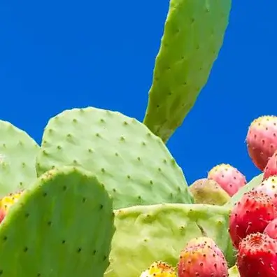 nopal en polvo